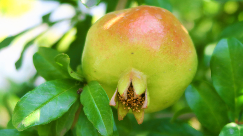 Punica granatum owoce