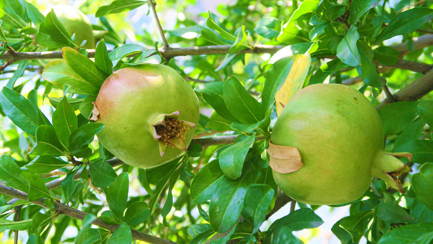 Punica granatum owoce