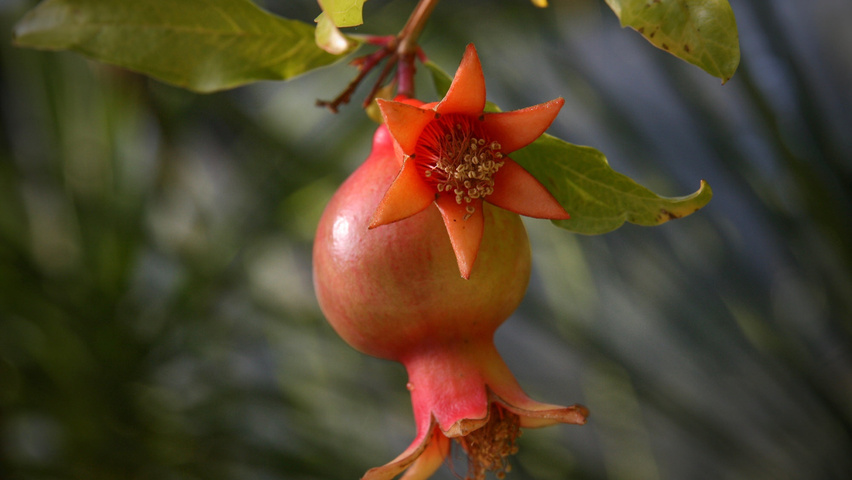 Punica granatum owoce