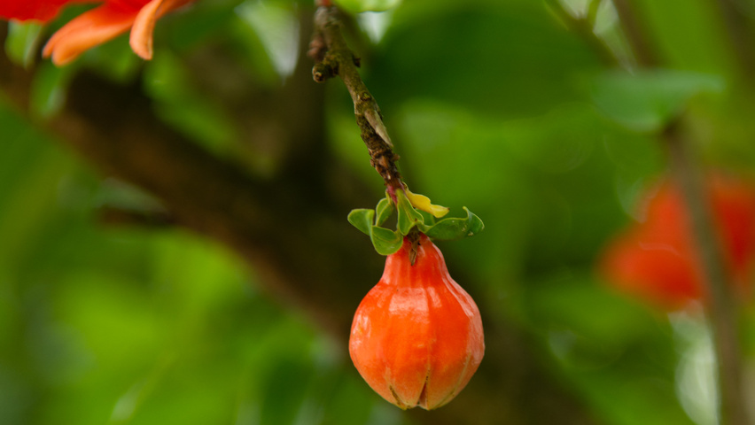 Punica granatum owoce