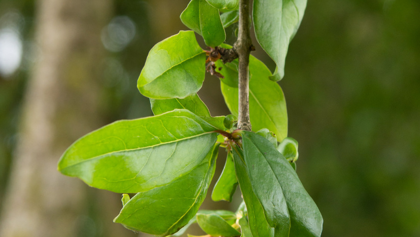 Punica granatum liście
