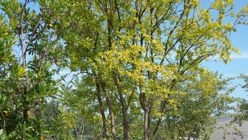 Punica granatum wielopniowy