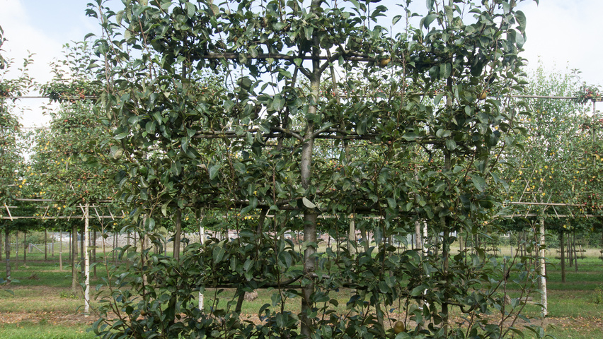 Pyrus communis 'Triomphe de Vienne' espalier
