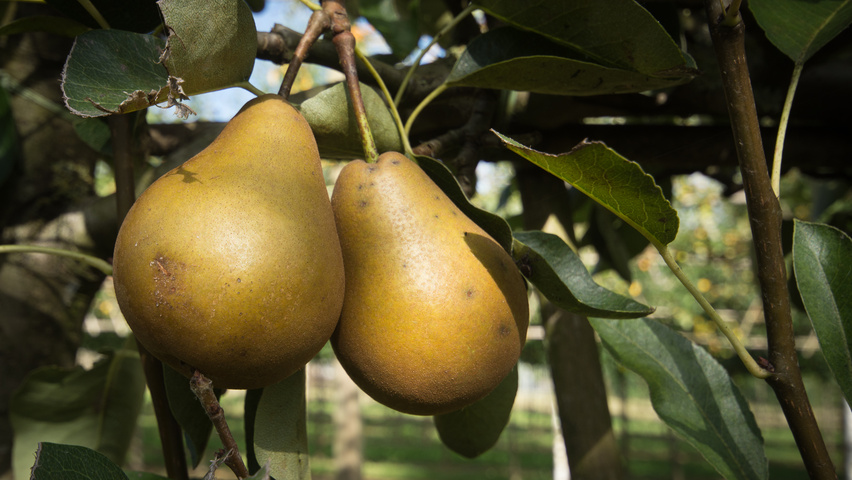 Pyrus communis 'Triomphe de Vienne' fruits