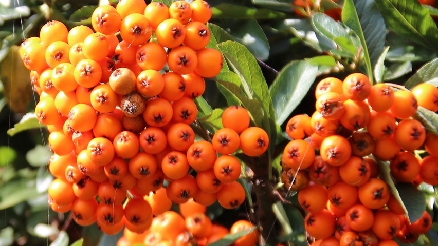 Pyracantha coccinea 'Red Cushion' fruits