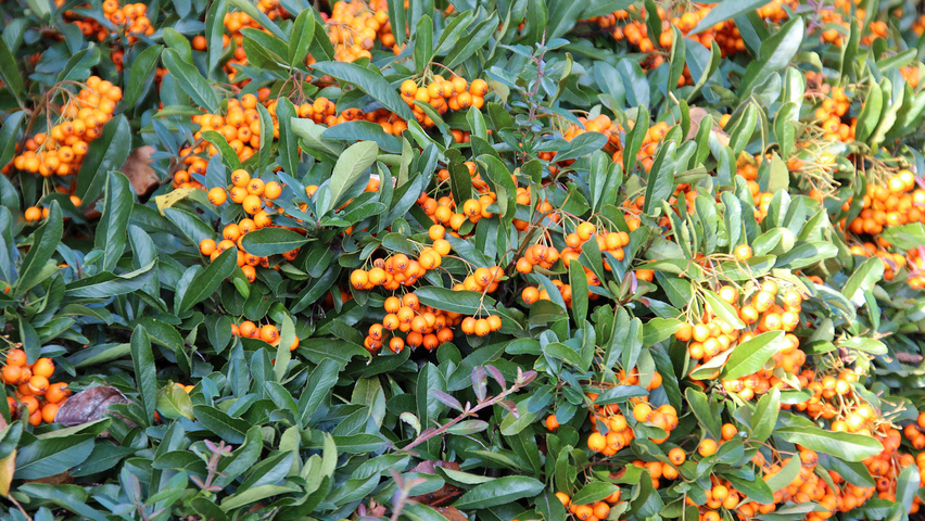 Pyracantha coccinea 'Red Cushion' fruits