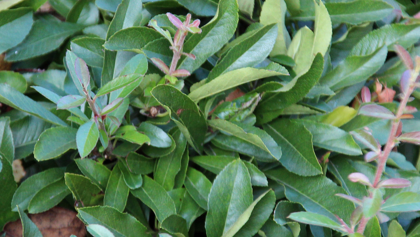 Pyracantha coccinea 'Red Cushion' Feuilles