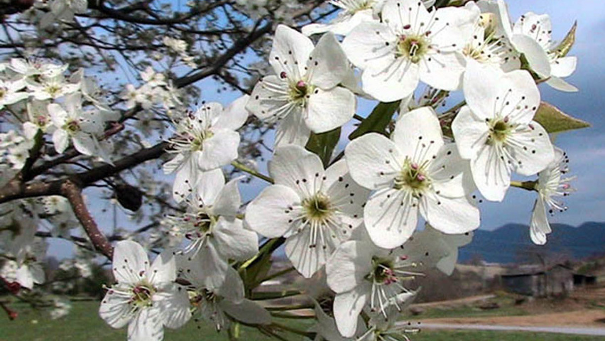 Pyrus calleryana 'Bradford' fleurs