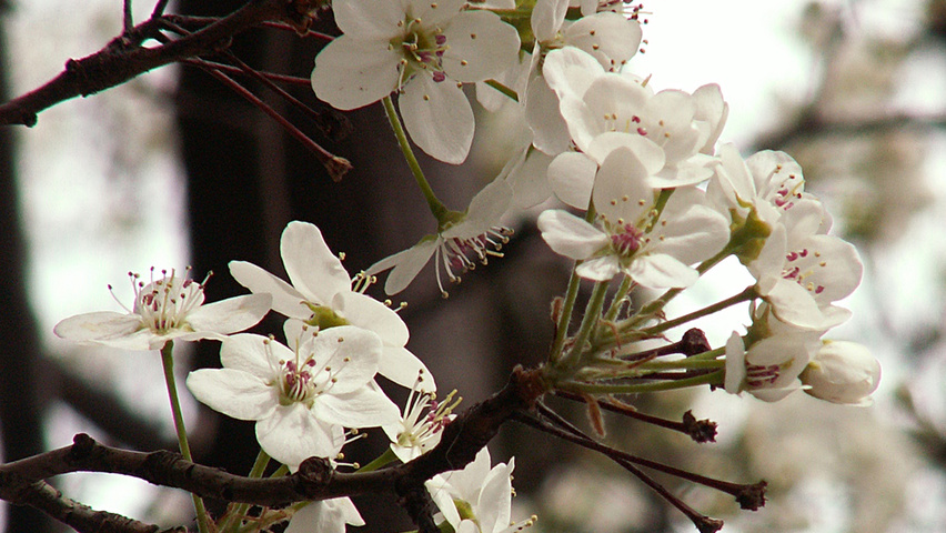 Pyrus calleryana 'Bradford' fleurs