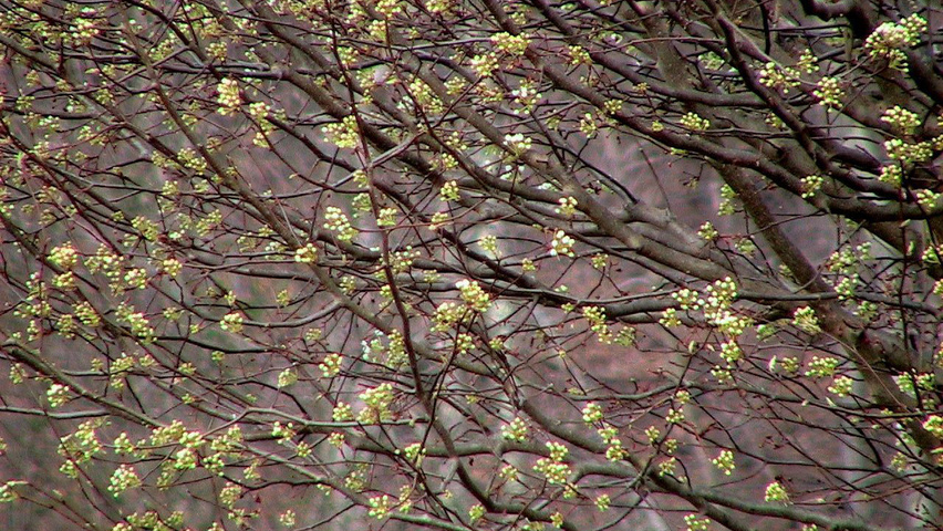 Pyrus calleryana 'Bradford' rameaux