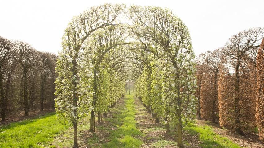Pyrus calleryana 'Chanticleer' berceau