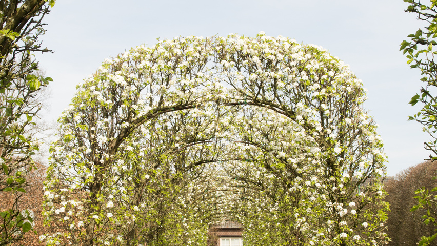 Pyrus calleryana 'Chanticleer' berceau