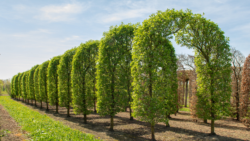 Pyrus calleryana 'Chanticleer' berceau