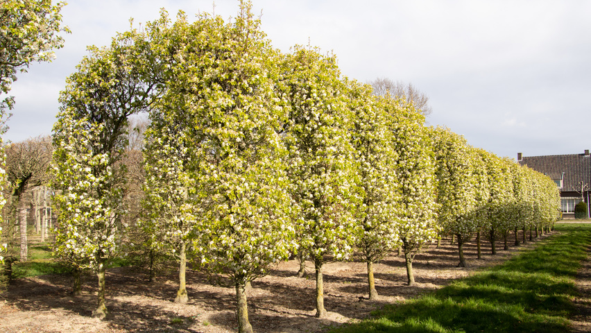 Pyrus calleryana 'Chanticleer' berceau