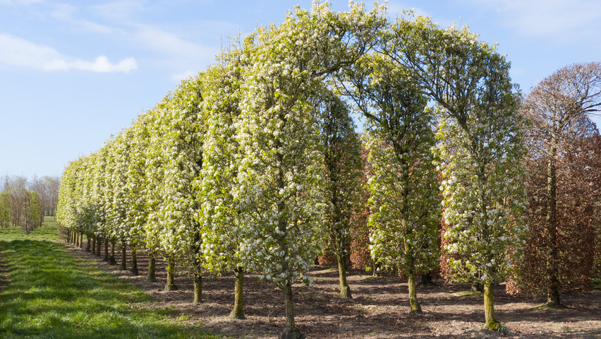 Pyrus calleryana 'Chanticleer' berceau