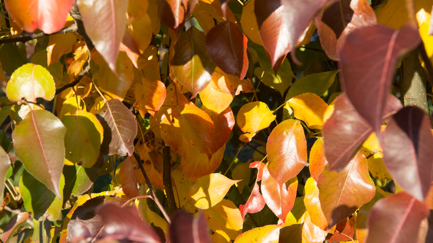 Pyrus calleryana 'Chanticleer' feuilles automnale