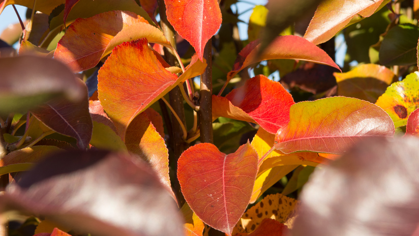 Pyrus calleryana 'Chanticleer' feuilles automnale
