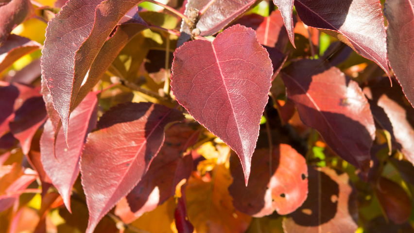 Pyrus calleryana 'Chanticleer' feuilles automnale