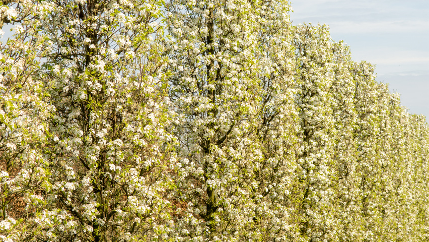 Pyrus calleryana 'Chanticleer' fastigié