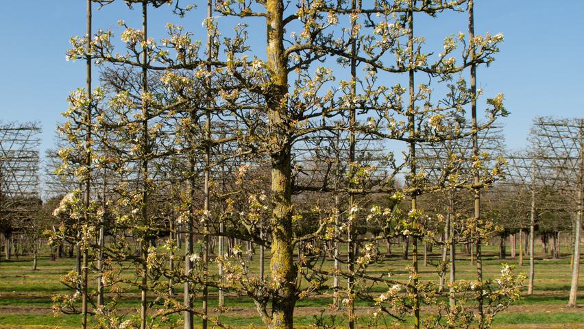 Pyrus calleryana 'Chanticleer' espalier