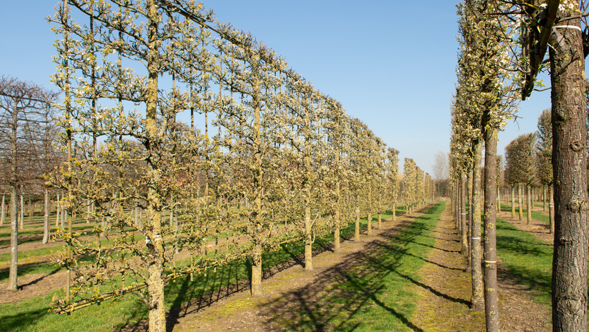 Pyrus calleryana 'Chanticleer' espalier