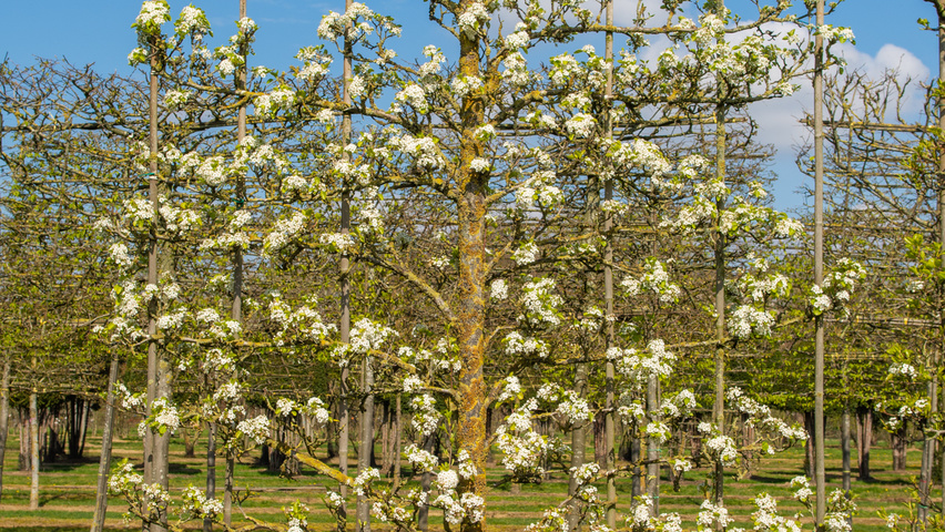 Pyrus calleryana 'Chanticleer' espalier