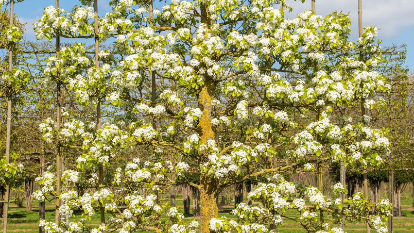 Pyrus calleryana 'Chanticleer' espalier