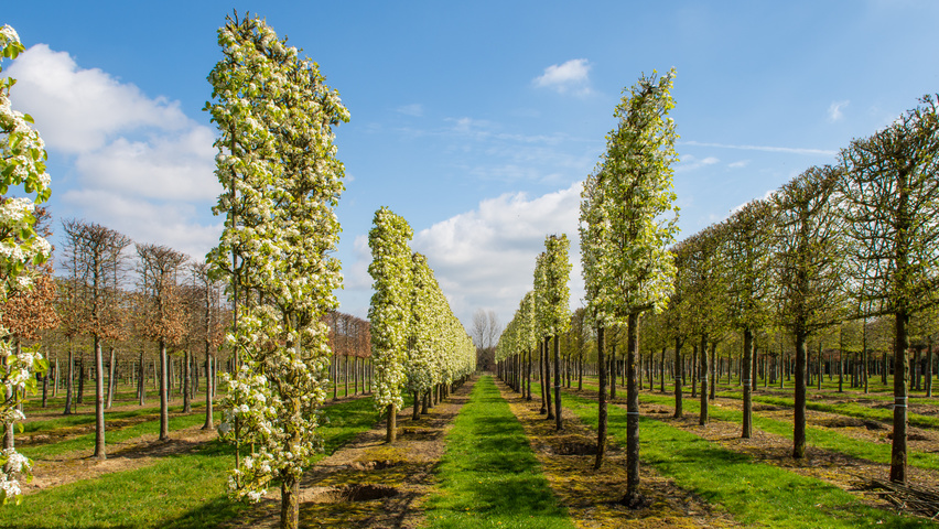 Pyrus calleryana 'Chanticleer' palissé