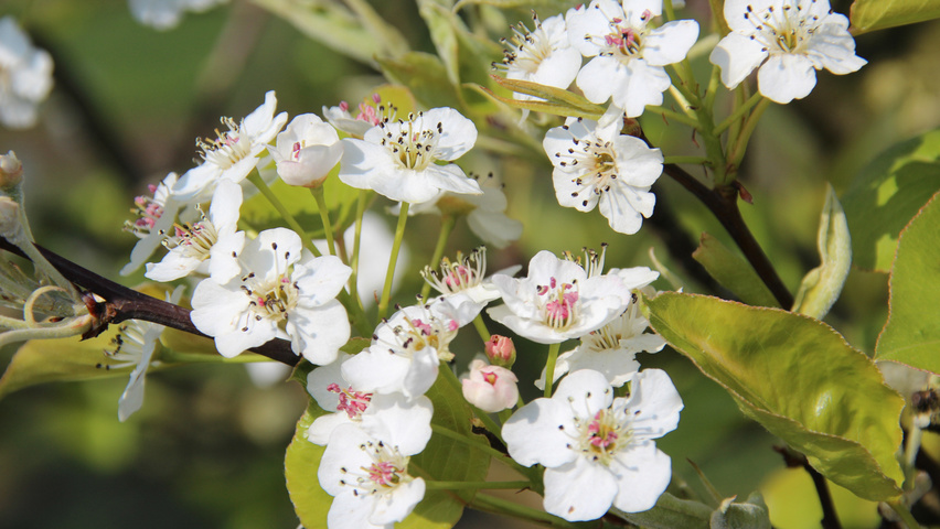 Pyrus calleryana 'Chanticleer' fleurs