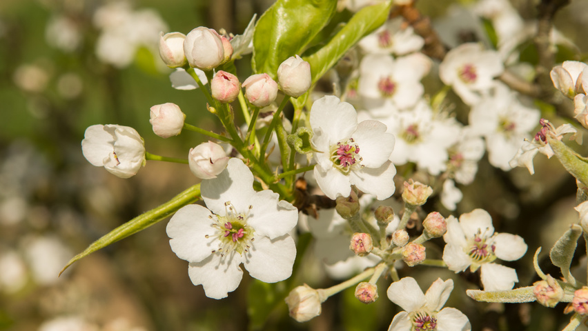 Pyrus calleryana 'Chanticleer' fleurs