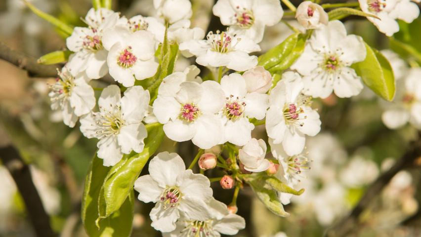 Pyrus calleryana 'Chanticleer' fleurs
