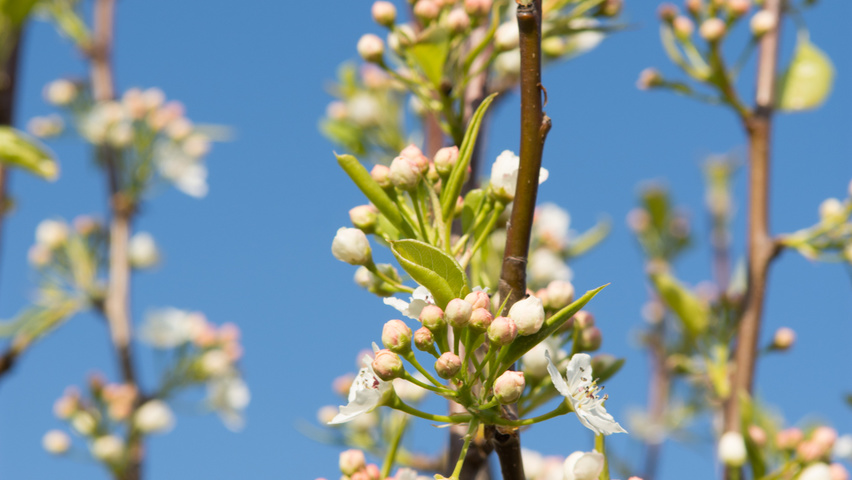 Pyrus calleryana 'Chanticleer' fleurs