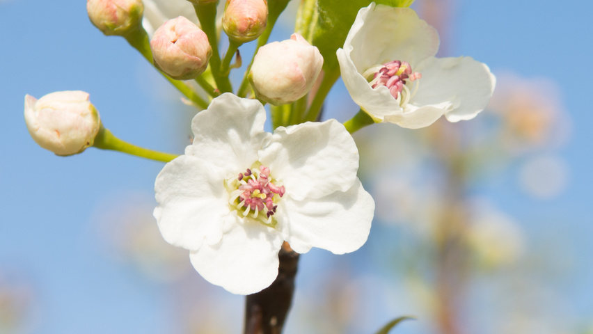 Pyrus calleryana 'Chanticleer' fleurs