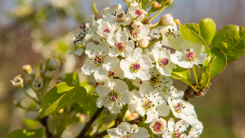 Pyrus calleryana 'Chanticleer' fleurs