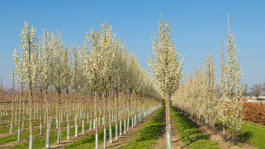 Pyrus calleryana 'Chanticleer' haute tige
