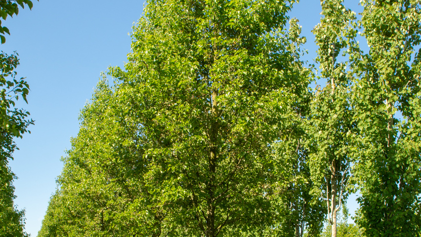 Pyrus calleryana 'Chanticleer' haute tige