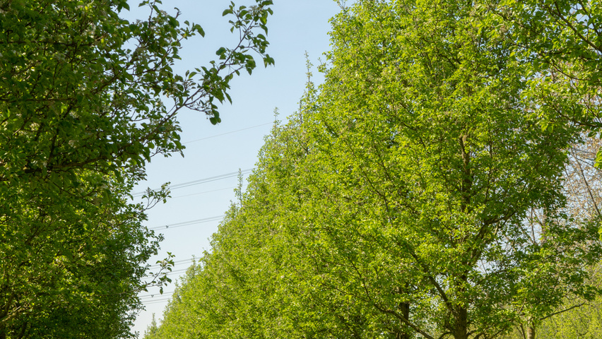 Pyrus calleryana 'Chanticleer' haute tige