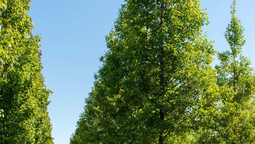 Pyrus calleryana 'Chanticleer' haute tige