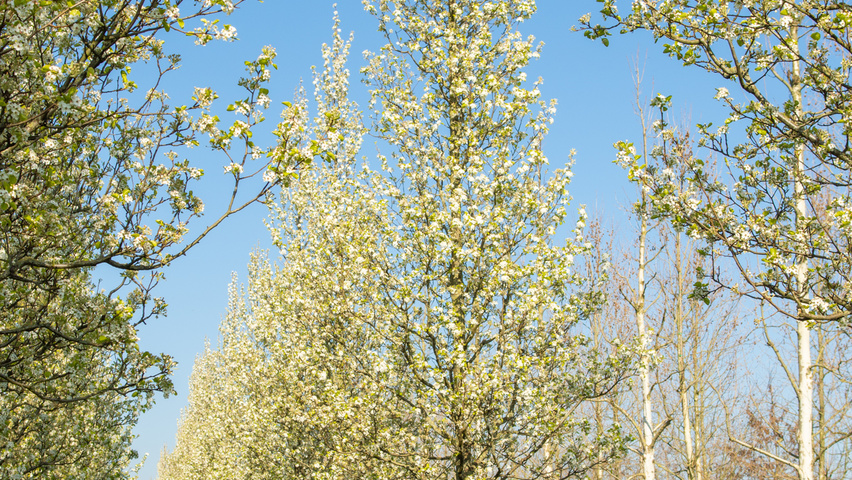 Pyrus calleryana 'Chanticleer' haute tige