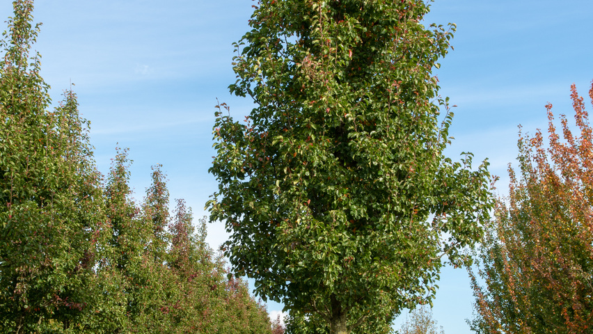 Pyrus calleryana 'Chanticleer' haute tige