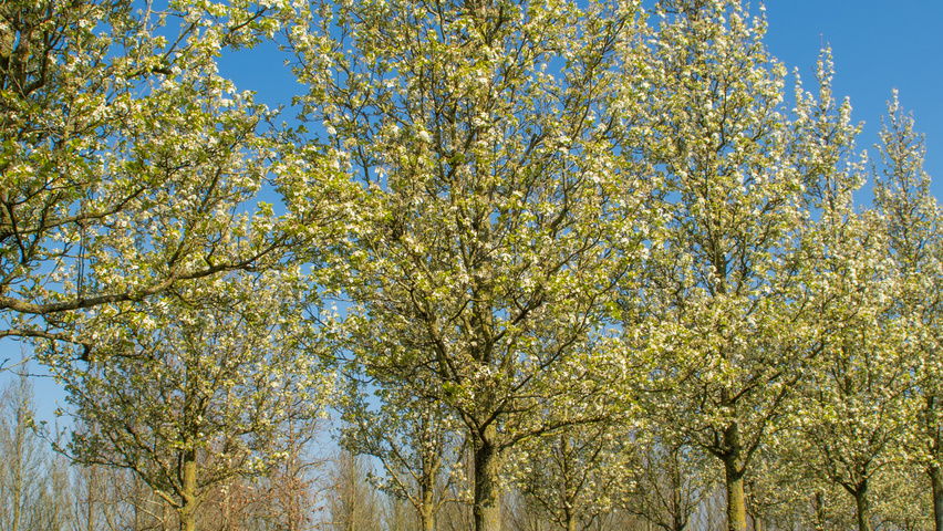 Pyrus calleryana 'Chanticleer' haute tige