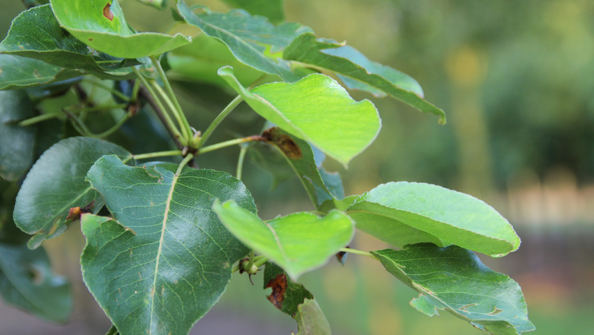 Pyrus calleryana 'Chanticleer' Feuilles