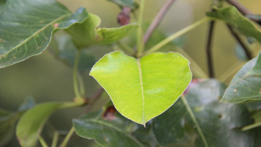 Pyrus calleryana 'Chanticleer' Feuilles