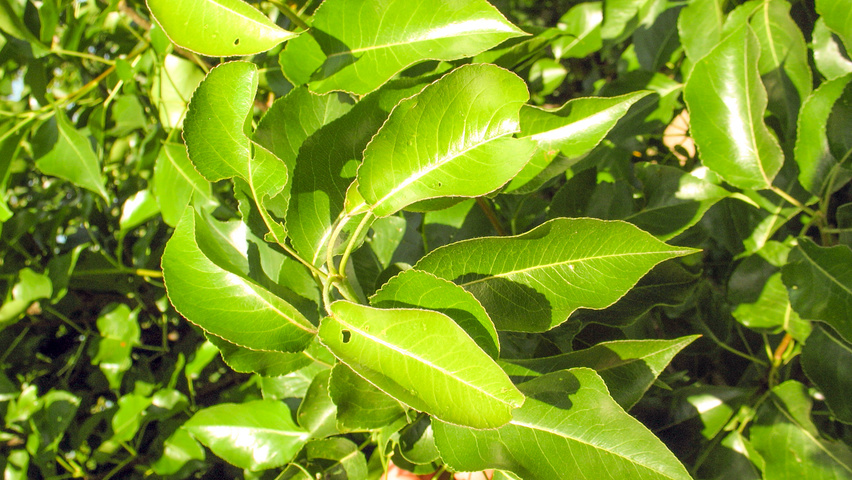 Pyrus calleryana 'Chanticleer' Feuilles