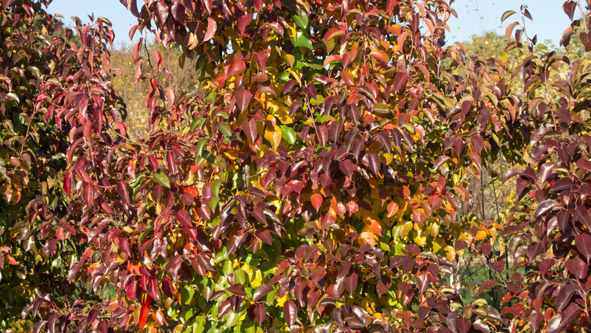 Pyrus calleryana 'Chanticleer' multi-troncs