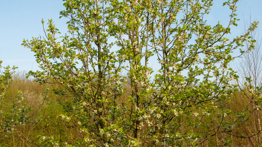 Pyrus calleryana 'Chanticleer' multi-troncs