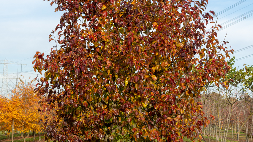 Pyrus calleryana 'Chanticleer' multi-troncs