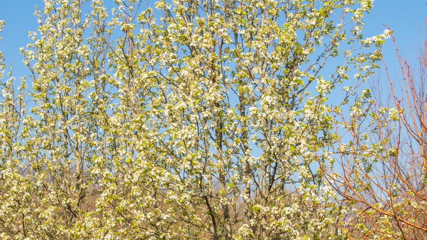 Pyrus calleryana 'Chanticleer' multi-troncs