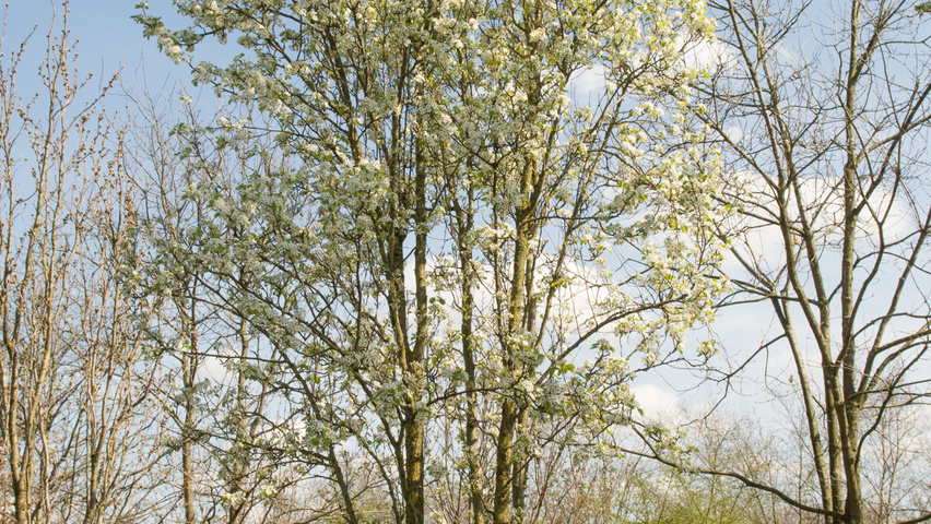 Pyrus calleryana 'Chanticleer' multi-troncs