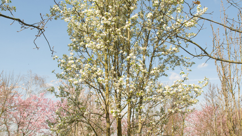 Pyrus calleryana 'Chanticleer' multi-troncs